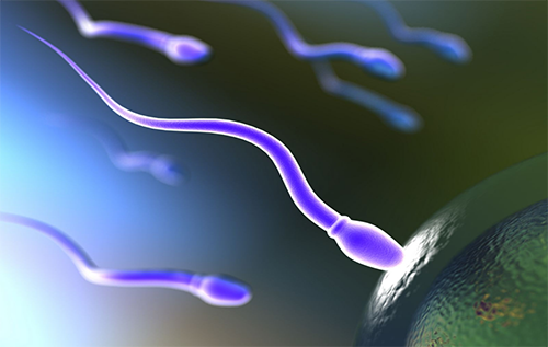 Анализ спермы (Спермограмма)