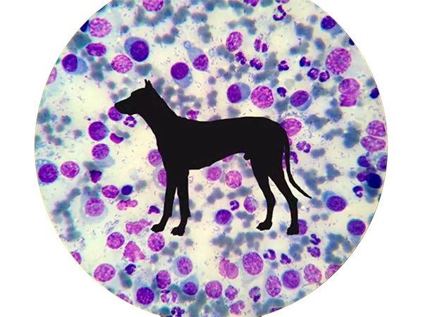 Раковые клетки трансмиссивной саркомы собак