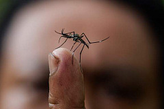 Денге лихорадка