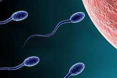 Сперматозоиды